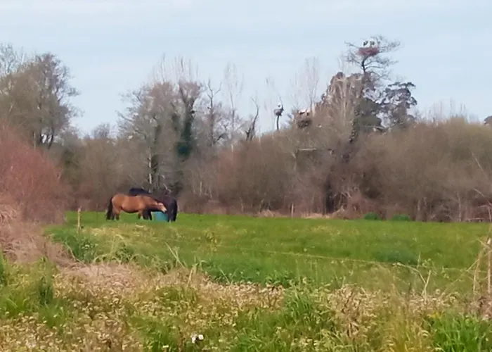 شقة Aveiro, Ria E Fado أفيرو