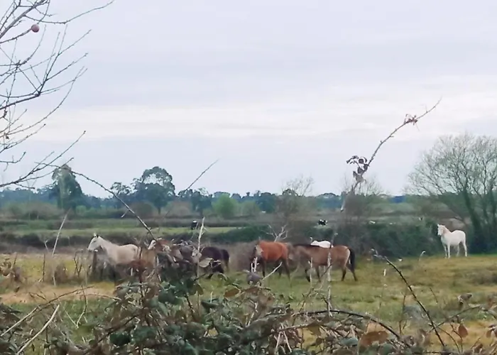 Aveiro, Ria E Fado * أفيرو